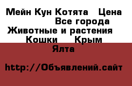 Мейн Кун Котята › Цена ­ 15 000 - Все города Животные и растения » Кошки   . Крым,Ялта